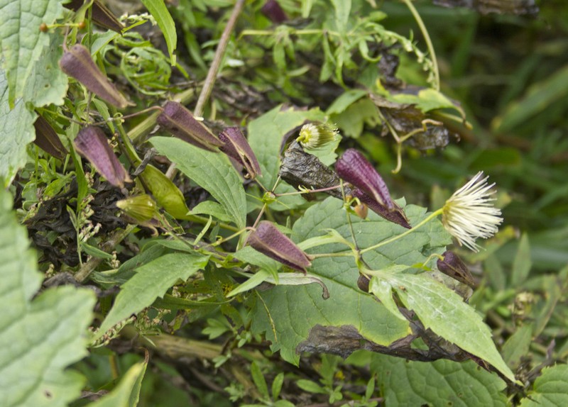 Clematis connata photo 3