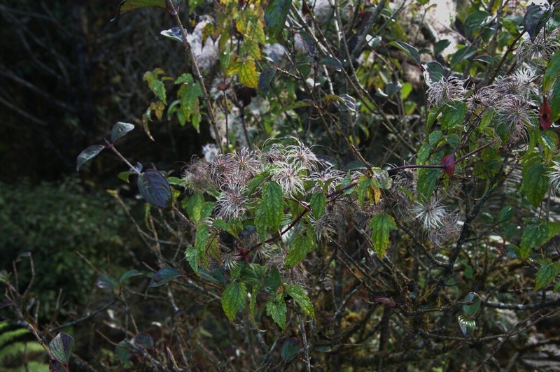Clematis connata photo 4