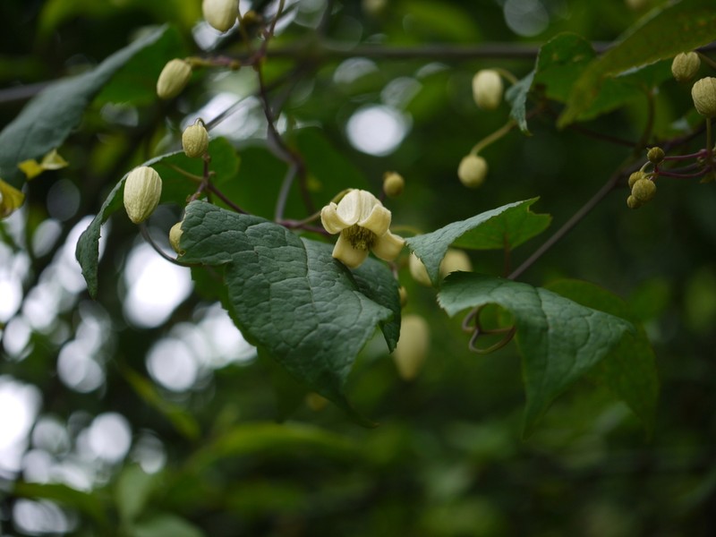 Clematis connata photo 5