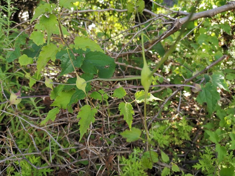 Clematis connata photo 6