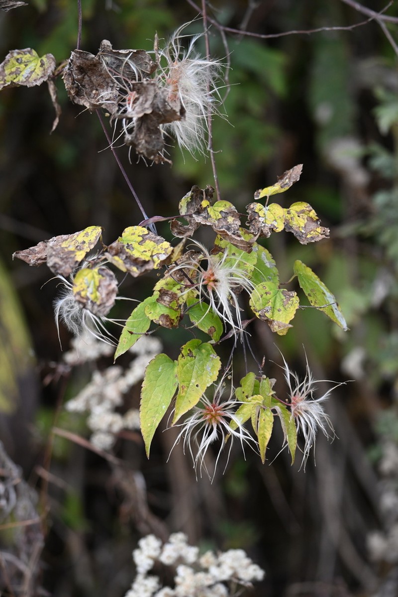 Clematis connata photo 7