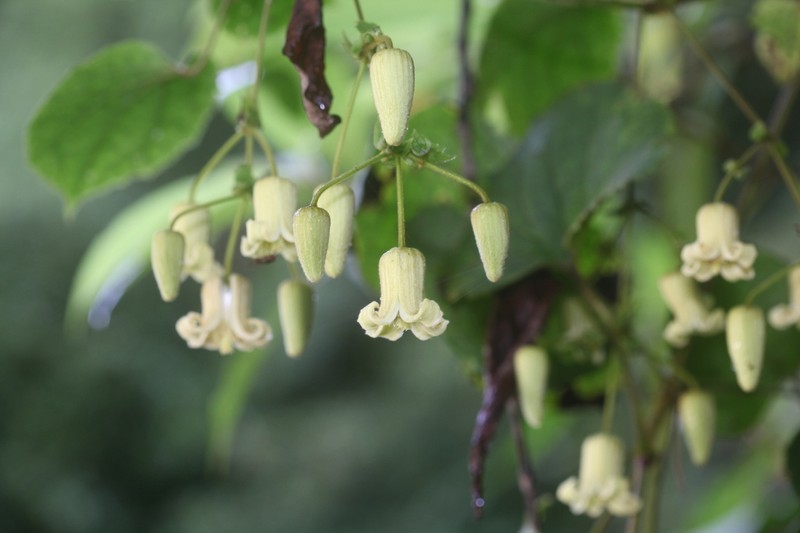 Clematis connata photo 8