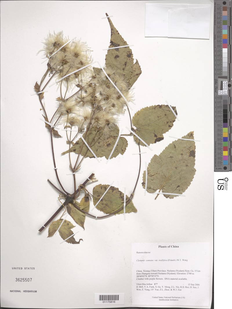 Clematis connata var. trullifera