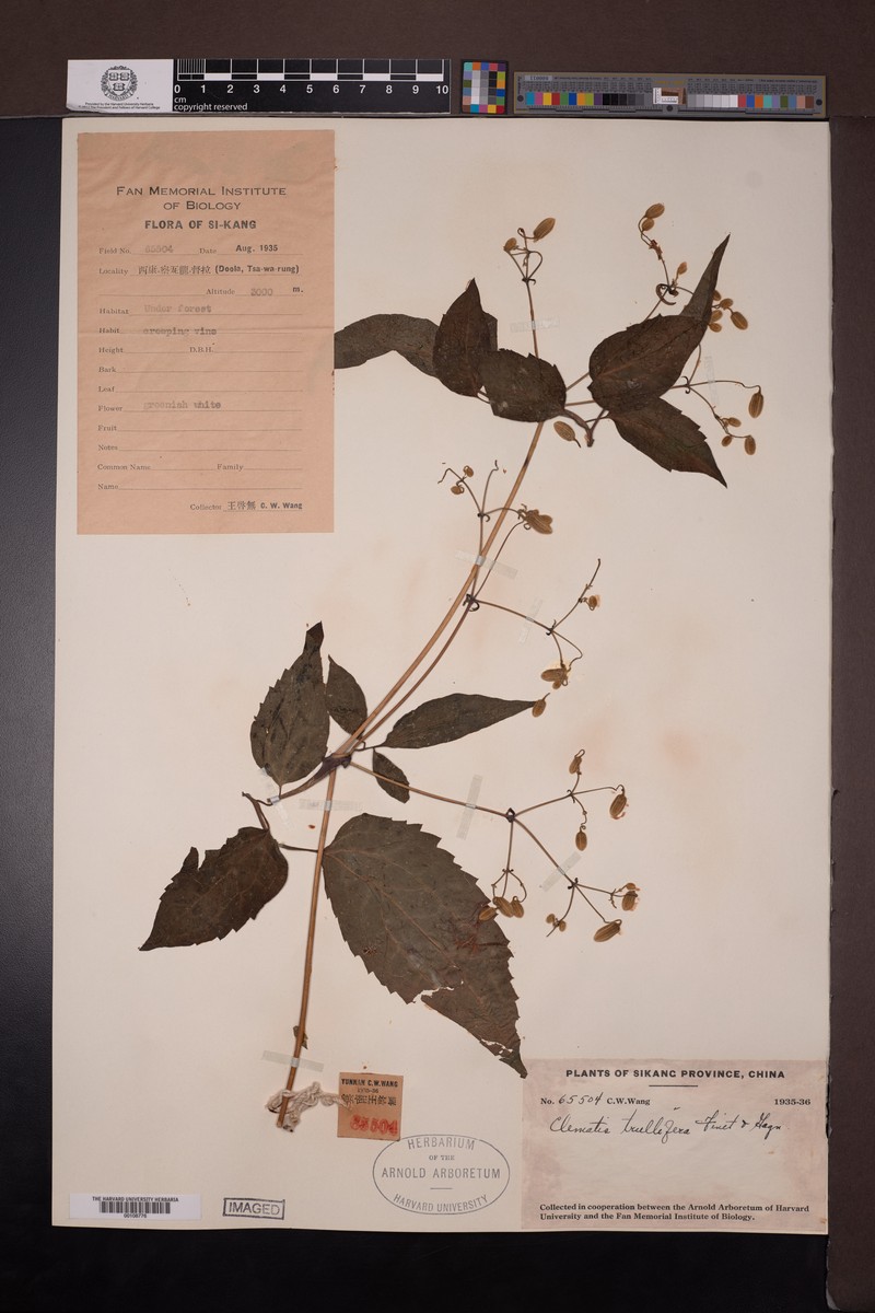Clematis connata var. trullifera photo 2