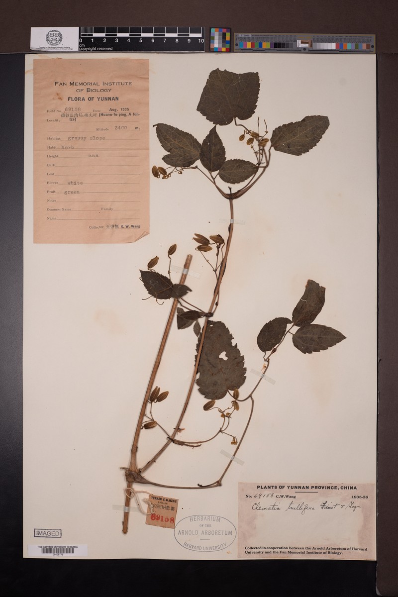 Clematis connata var. trullifera photo 3