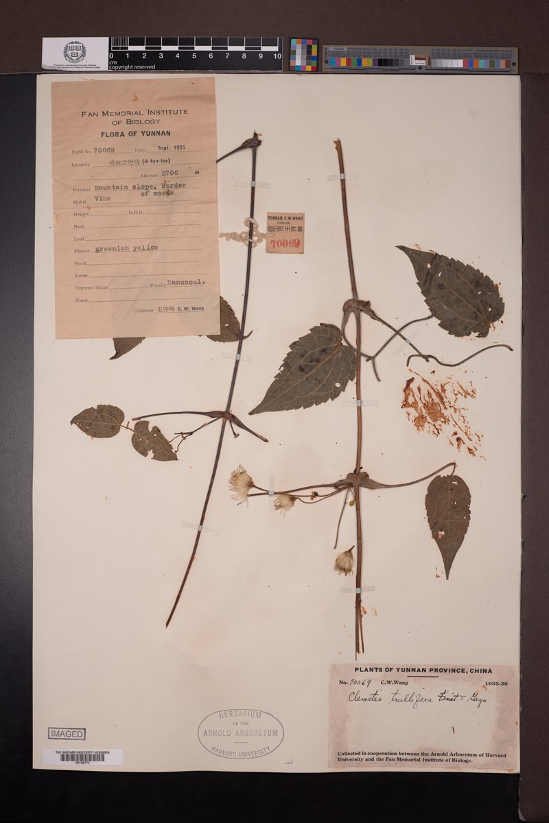 Clematis connata var. trullifera photo 4