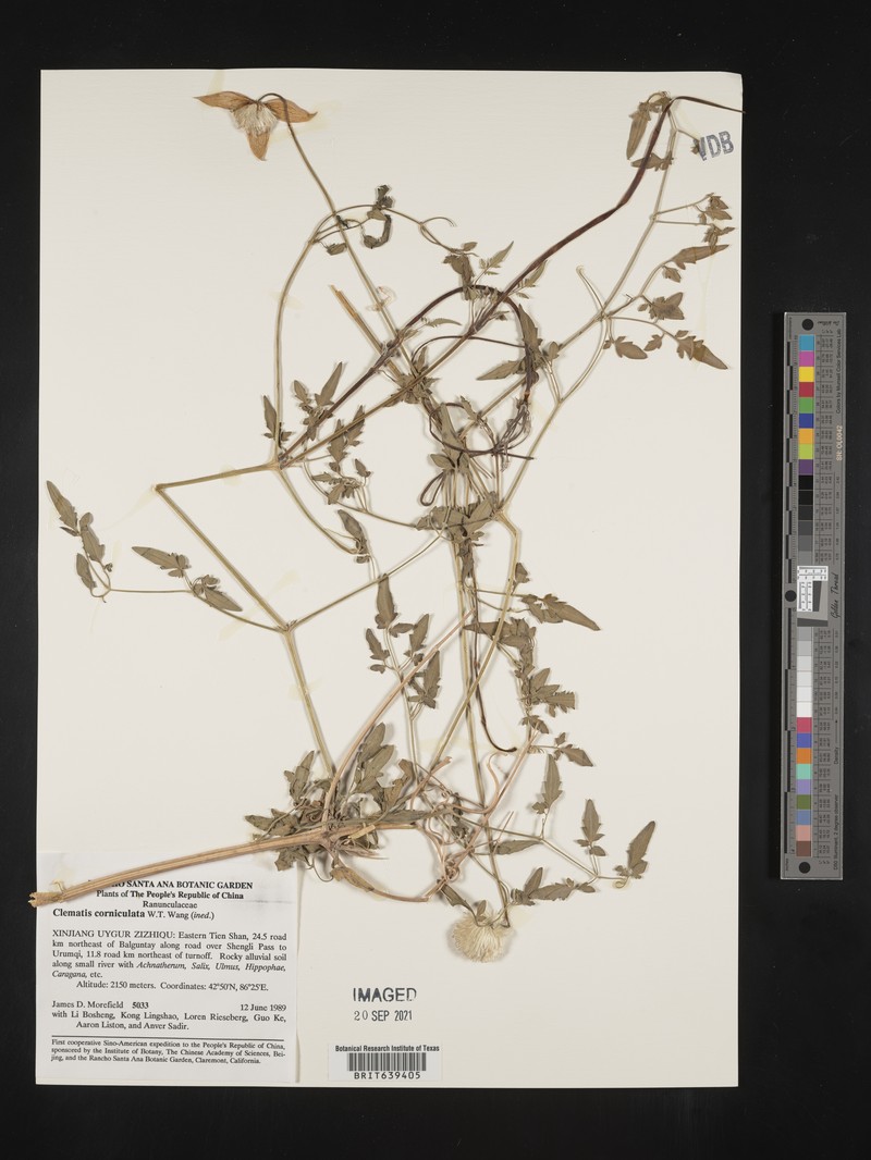 Clematis corniculata