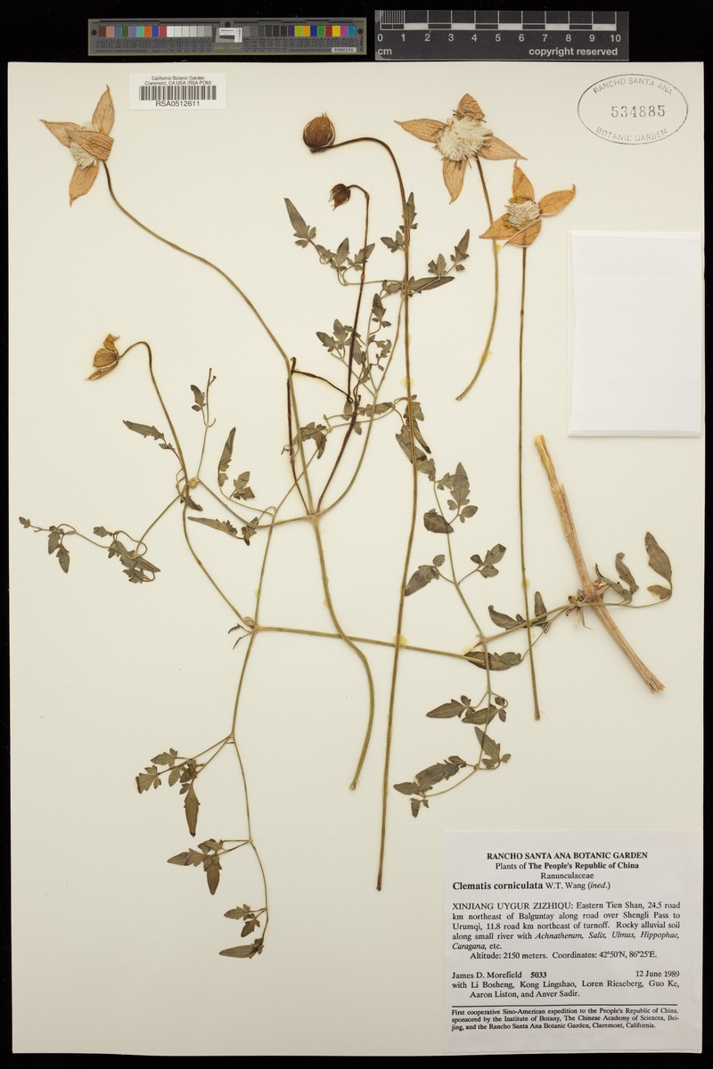 Clematis corniculata photo 2