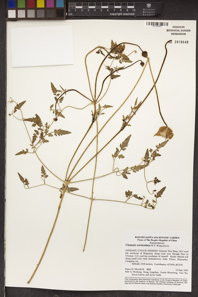 Clematis corniculata photo 3