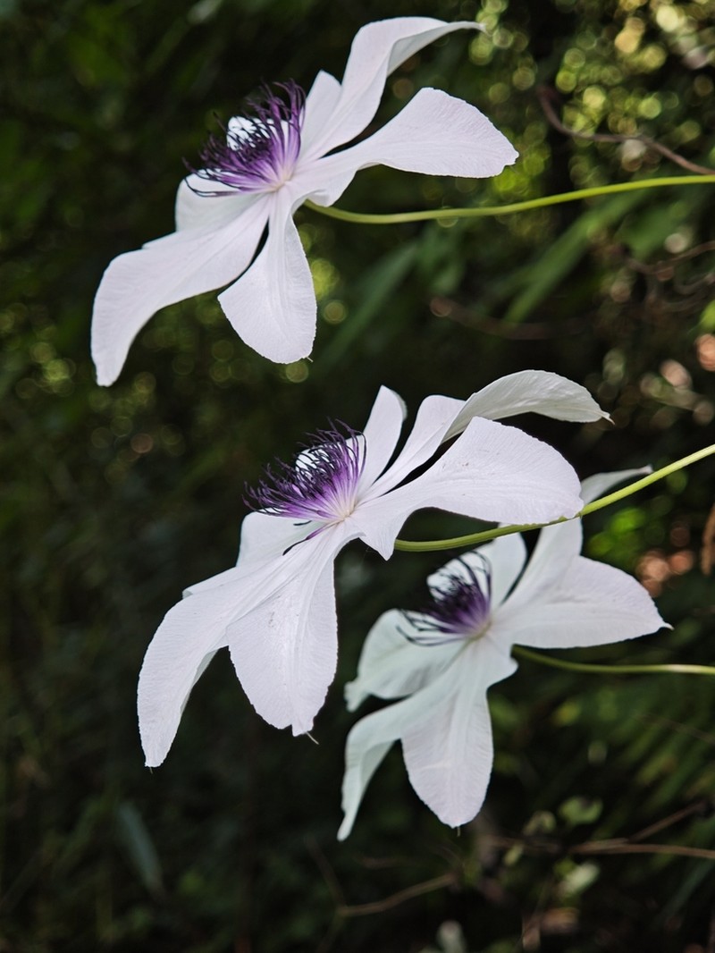 Clematis courtoisii