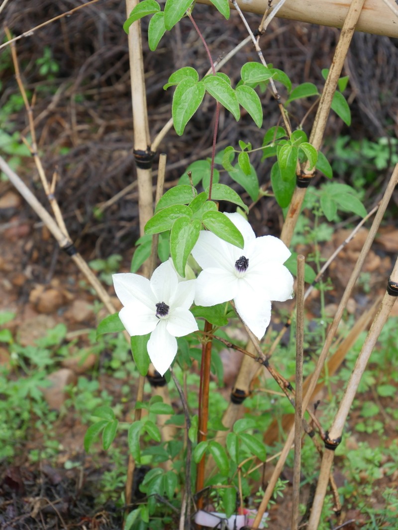 Clematis courtoisii photo 3