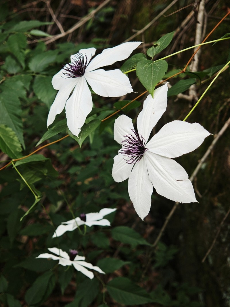 Clematis courtoisii photo 4