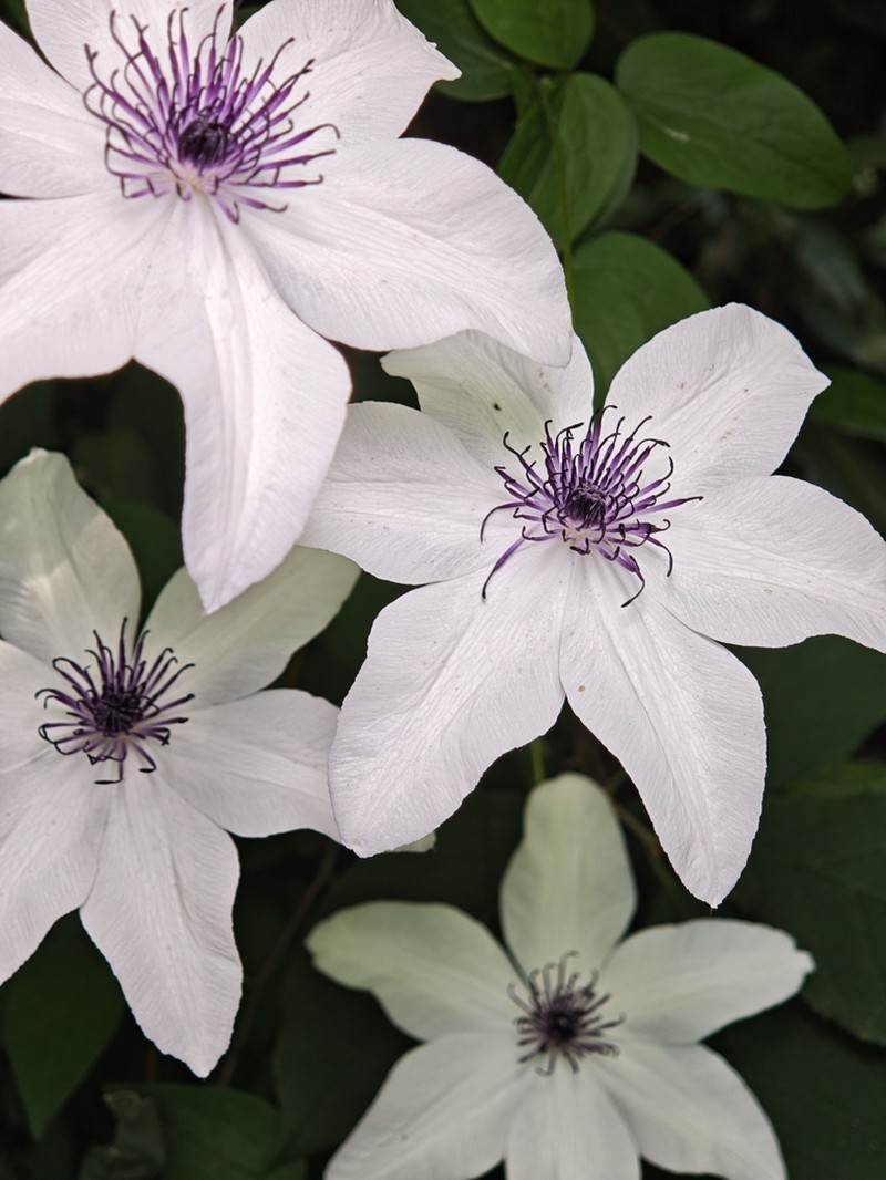 Clematis courtoisii photo 5