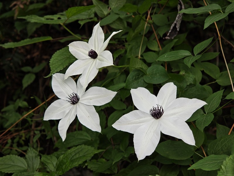 Clematis courtoisii photo 6