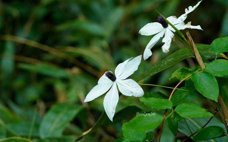 Clematis courtoisii photo 7
