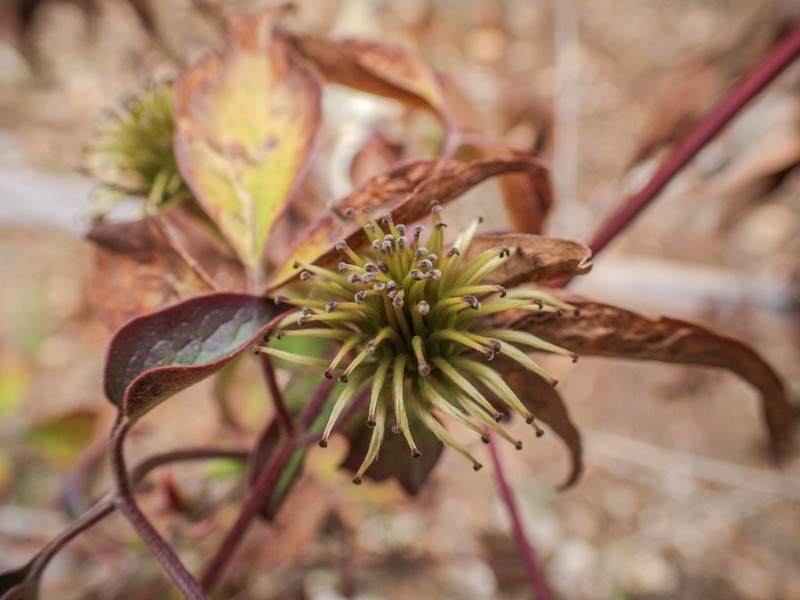 Clematis courtoisii photo 8