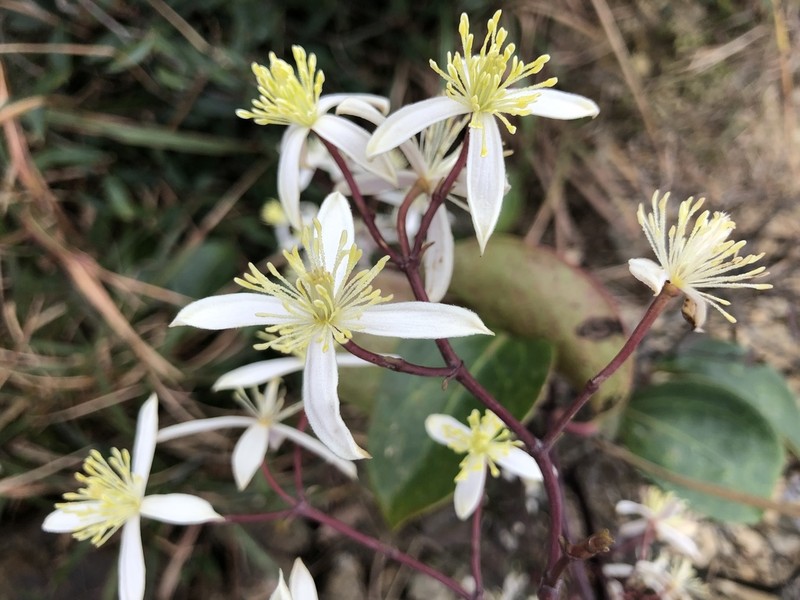 Clematis crassifolia