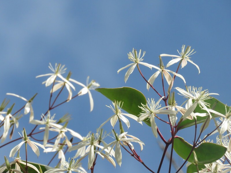 Clematis crassifolia photo 2