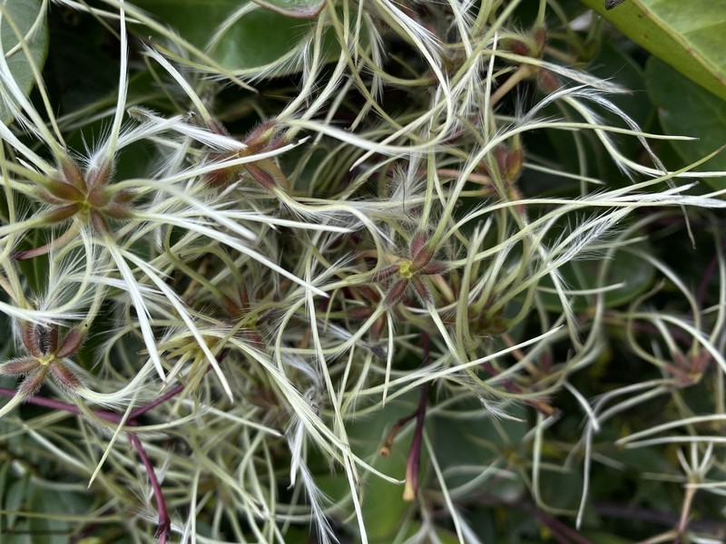 Clematis crassifolia photo 3