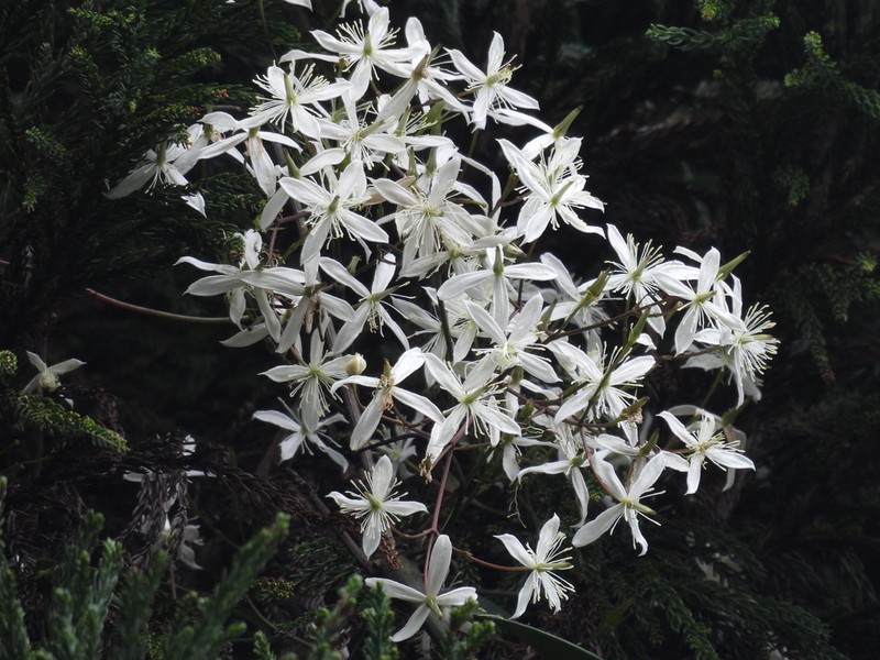 Clematis crassifolia photo 4