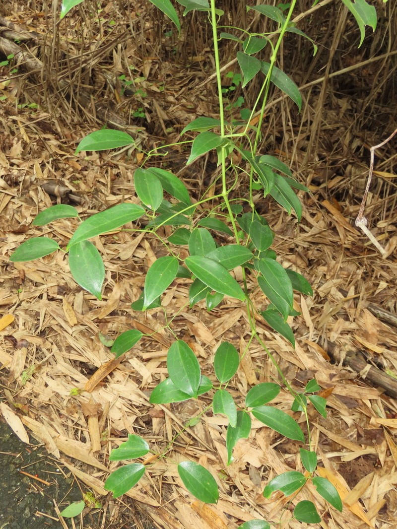Clematis crassifolia photo 5