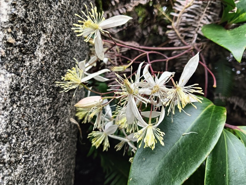 Clematis crassifolia photo 6
