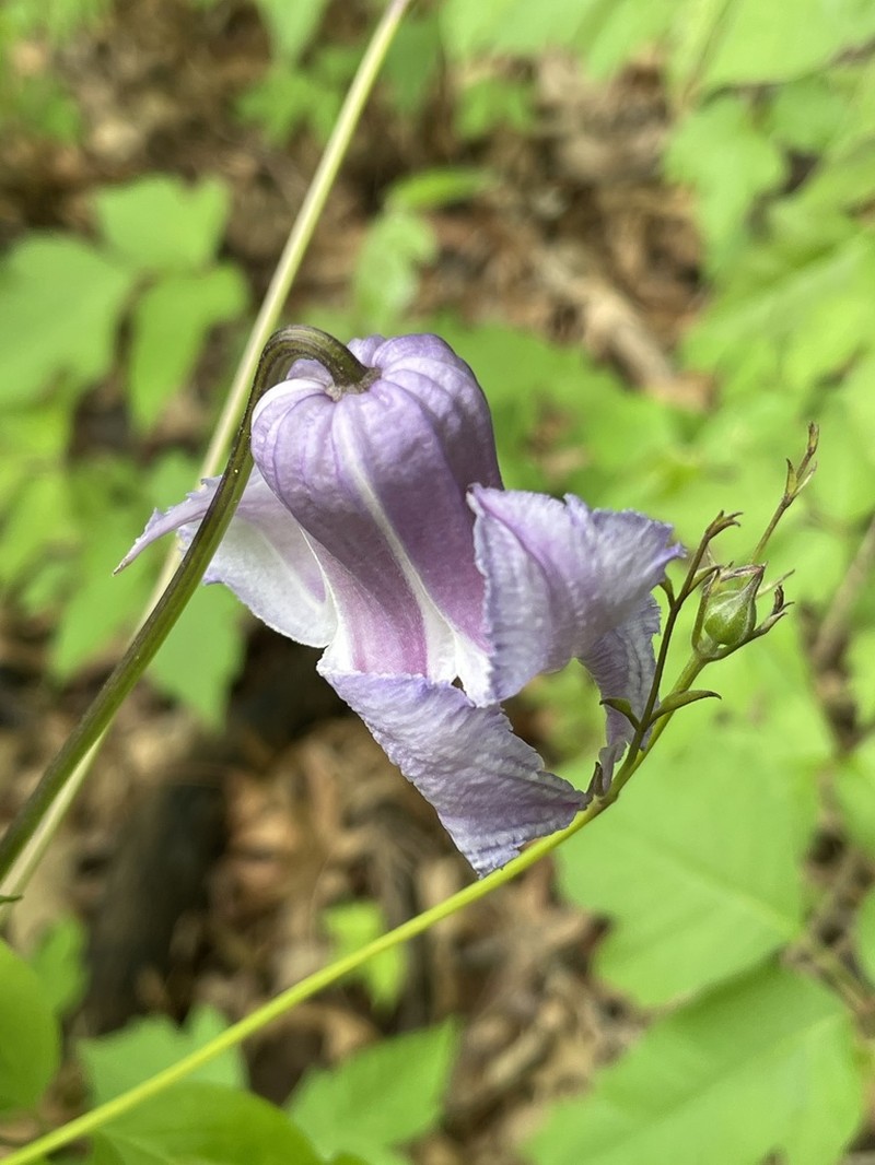 Swamp Leather Flower