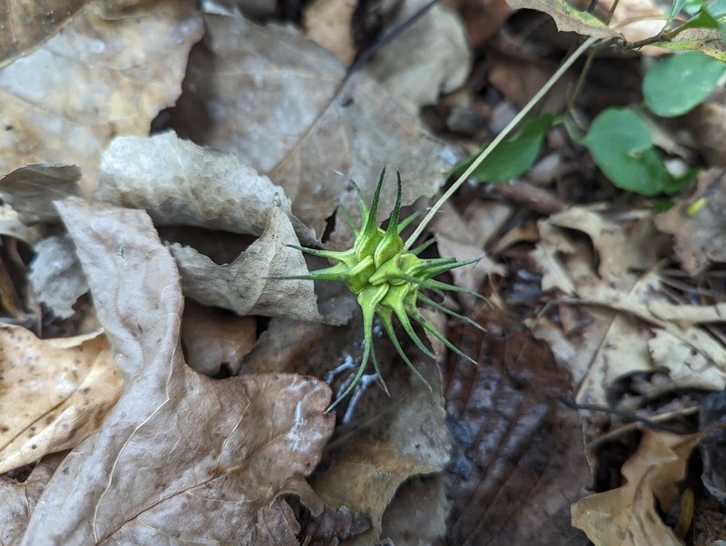 Swamp Leather Flower photo 3