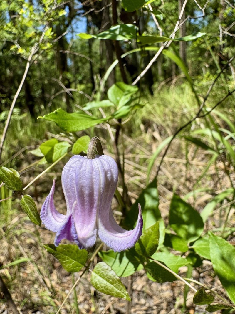 Swamp Leather Flower photo 5