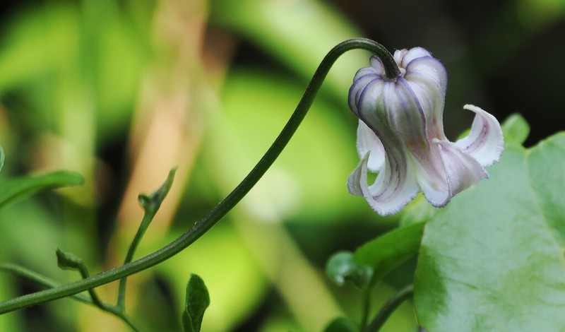 Swamp Leather Flower photo 6
