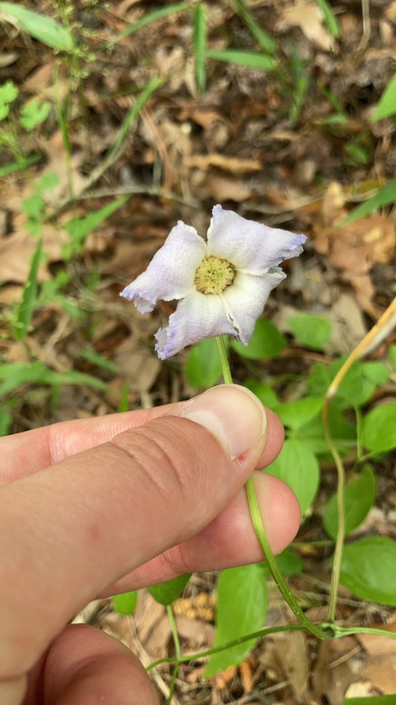 Swamp Leather Flower photo 7
