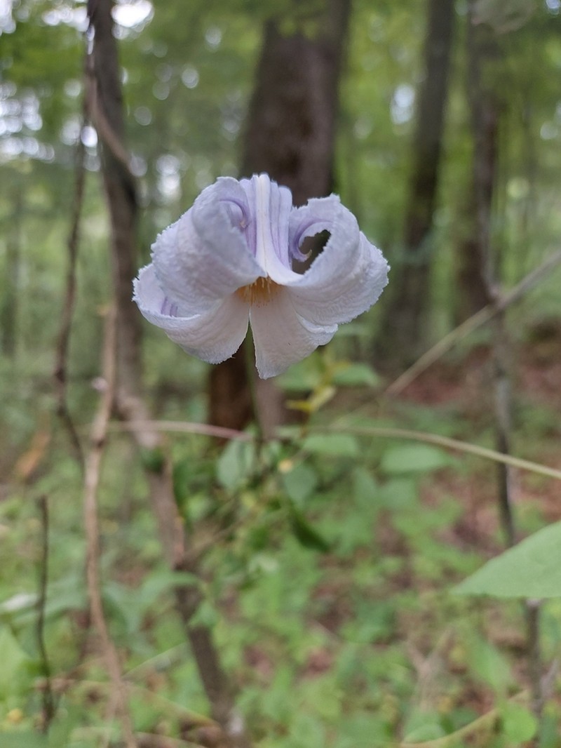 Swamp Leather Flower photo 8
