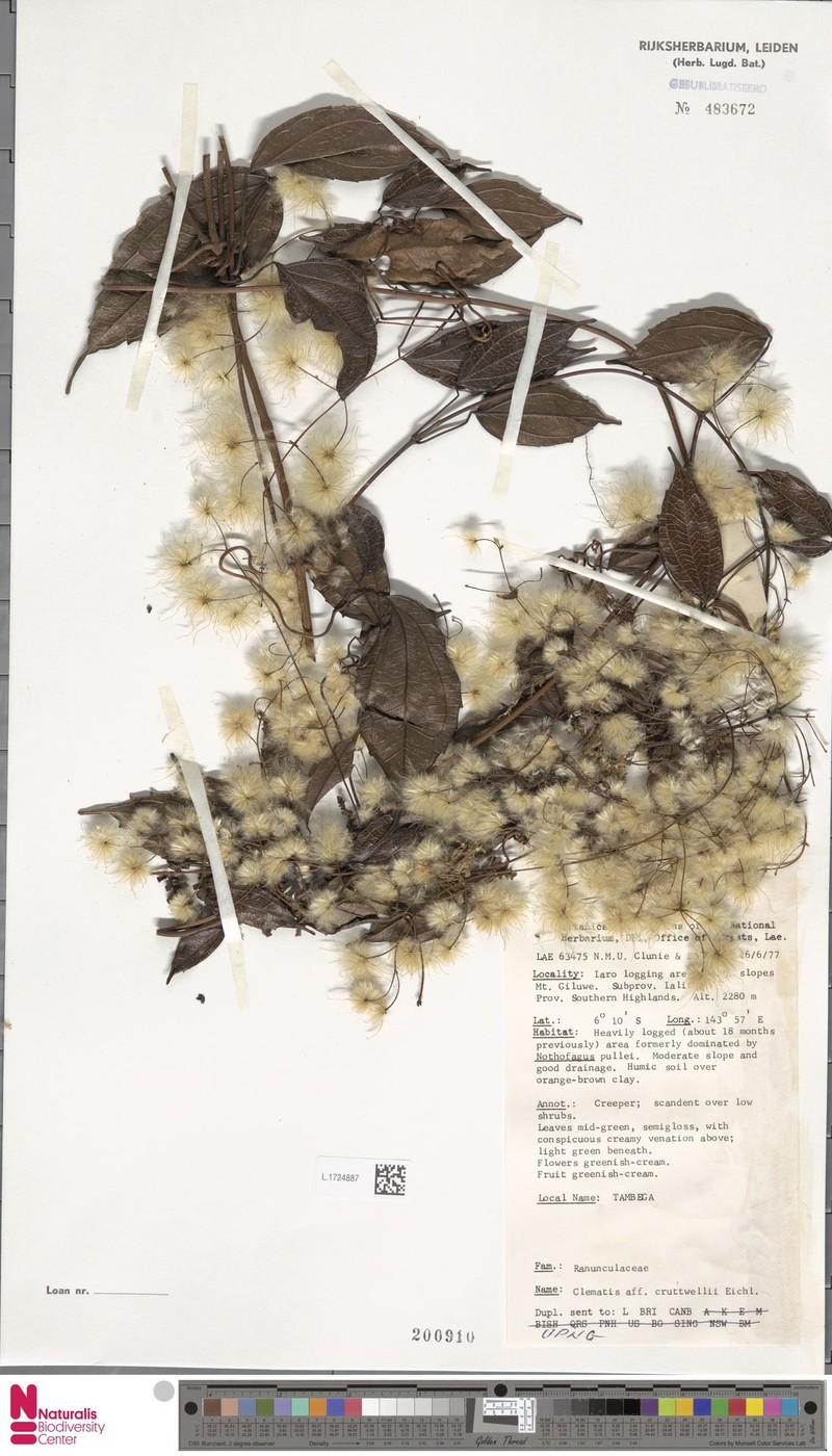 Clematis cruttwellii