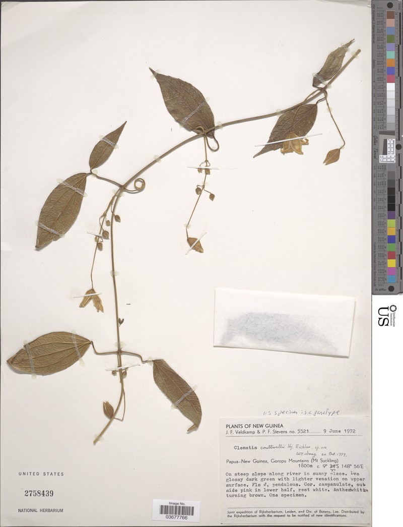 Clematis cruttwellii photo 2
