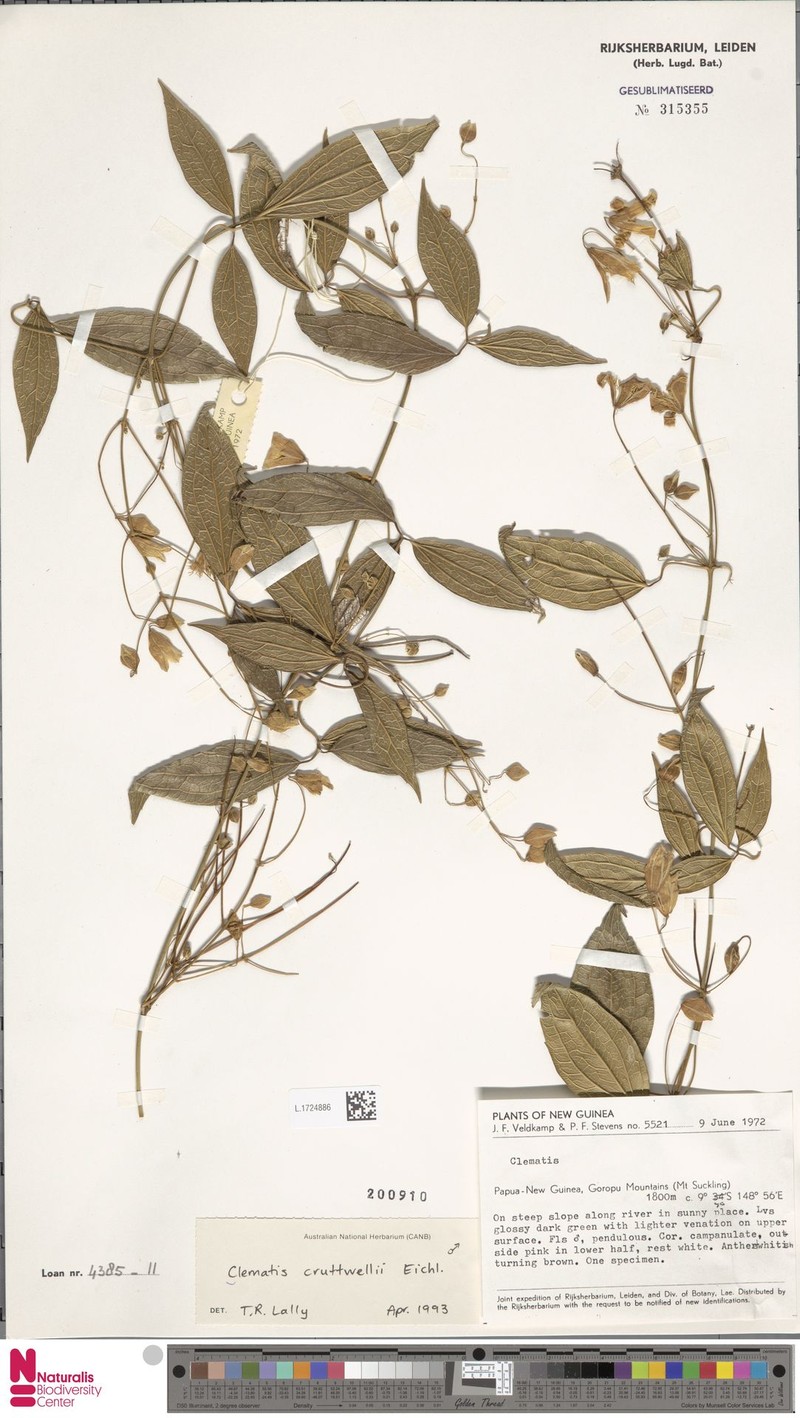 Clematis cruttwellii photo 3