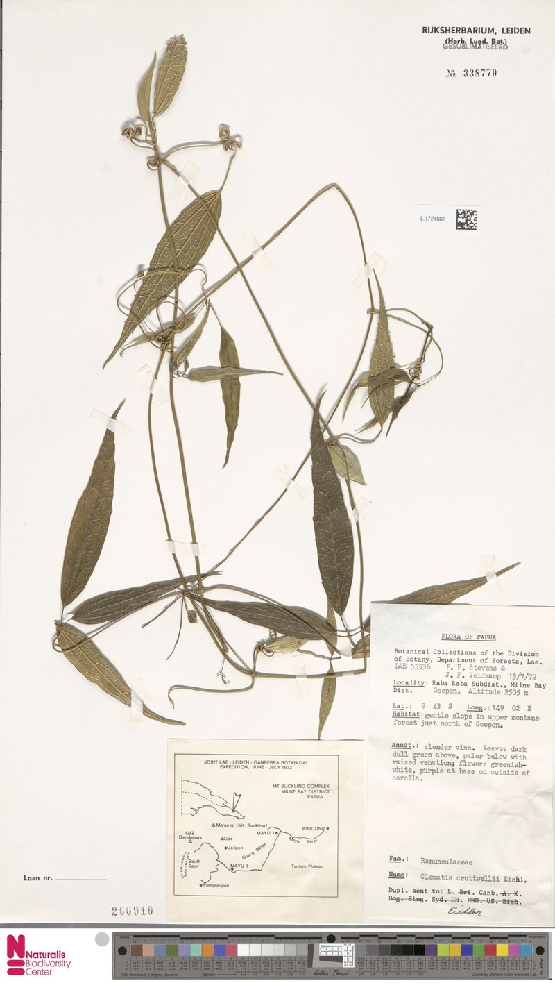 Clematis cruttwellii photo 4