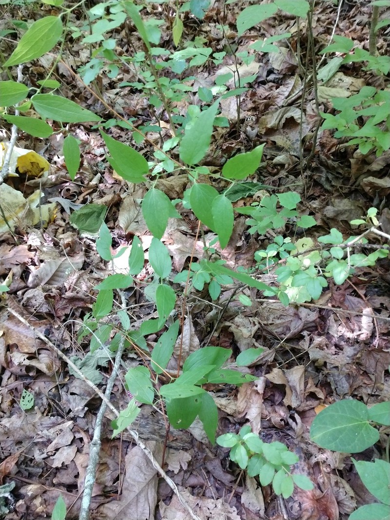 Clematis cumberlandensis photo 2