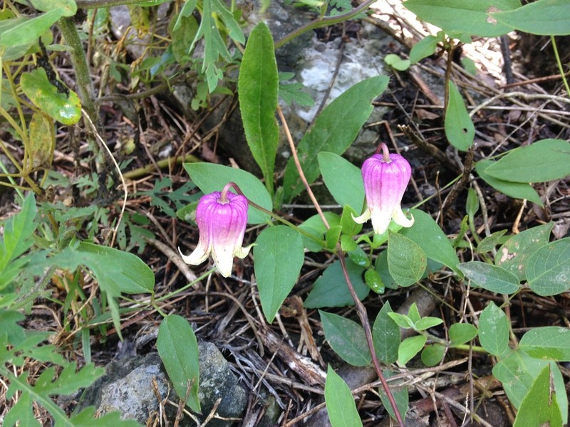 Clematis cumberlandensis photo 3