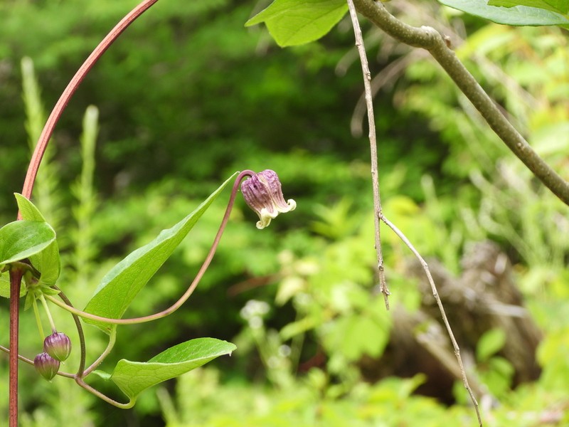 Clematis cumberlandensis photo 4