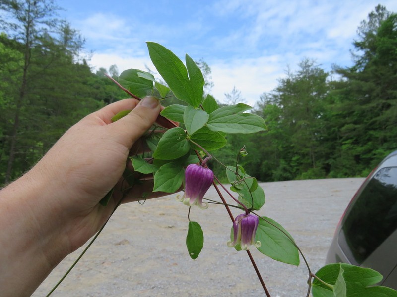 Clematis cumberlandensis photo 7