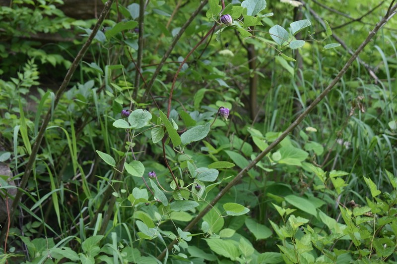 Clematis cumberlandensis photo 8
