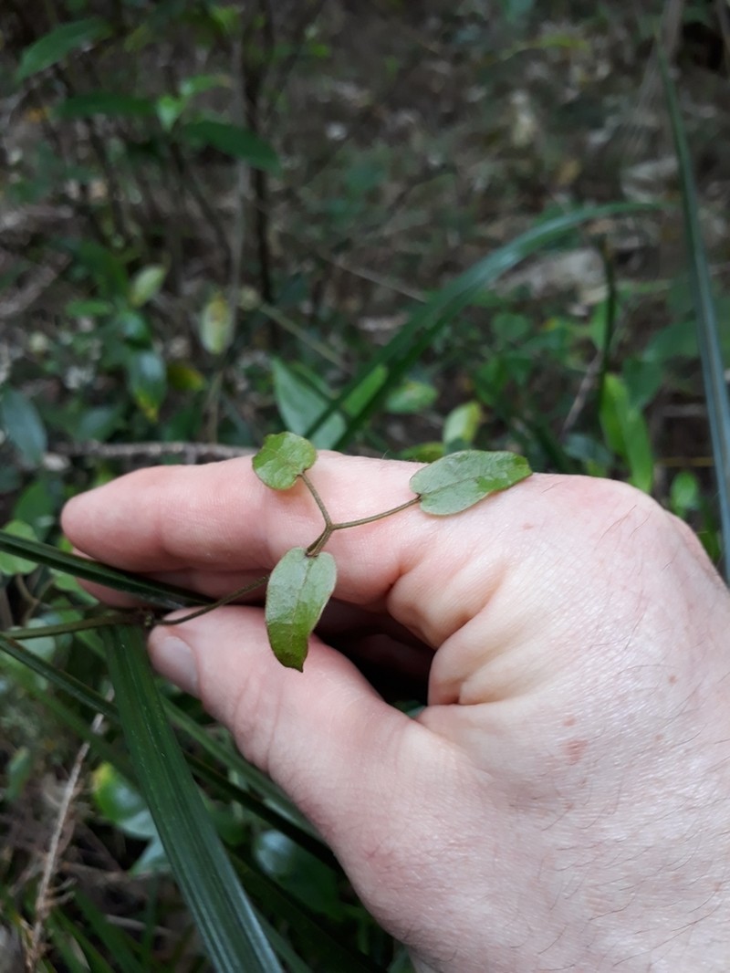Clematis cunninghamii photo 2