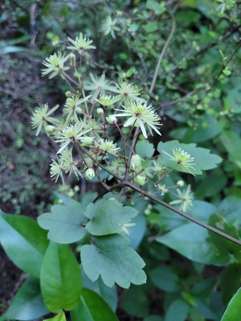 Clematis cunninghamii photo 4