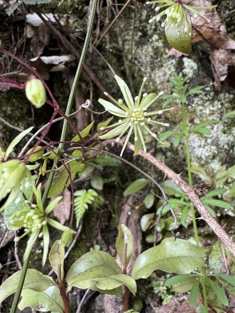 Clematis cunninghamii photo 5