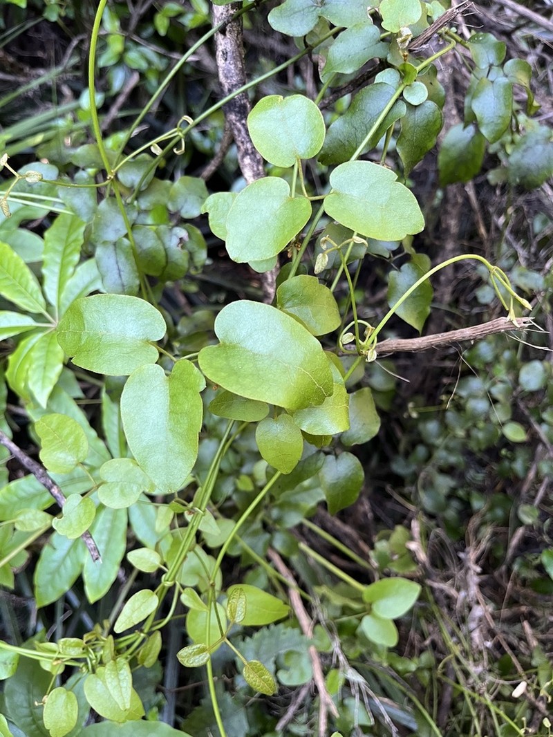 Clematis cunninghamii photo 6