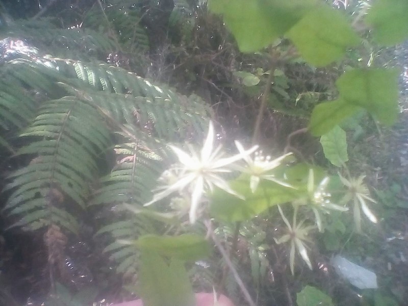 Clematis cunninghamii photo 8