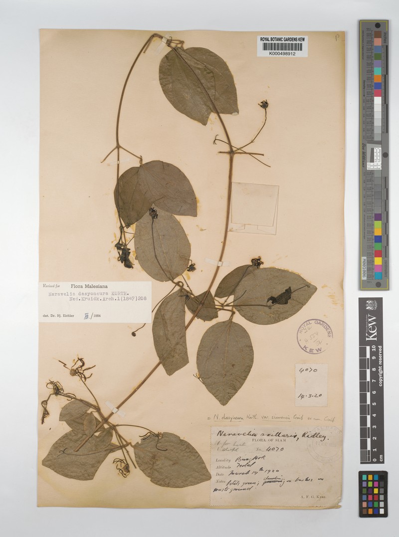 Clematis dasyoneura