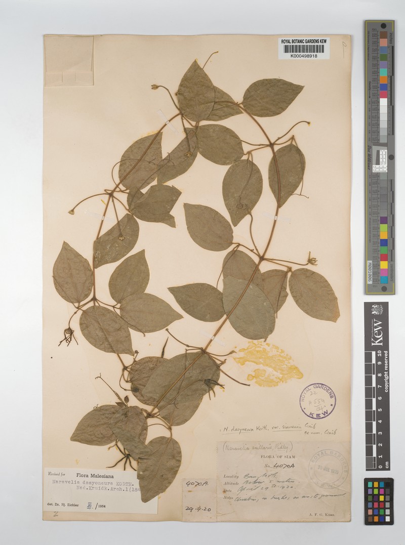 Clematis dasyoneura photo 2