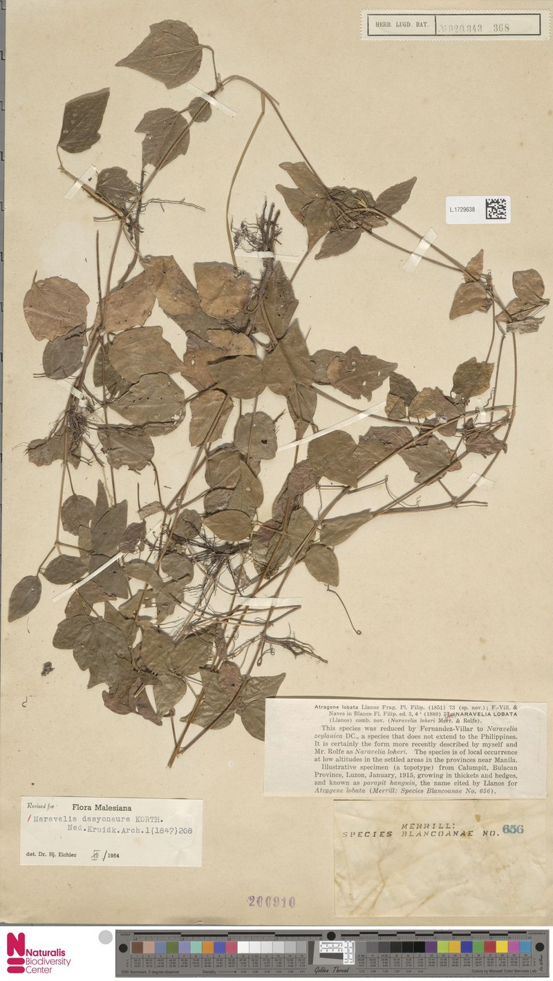 Clematis dasyoneura photo 3