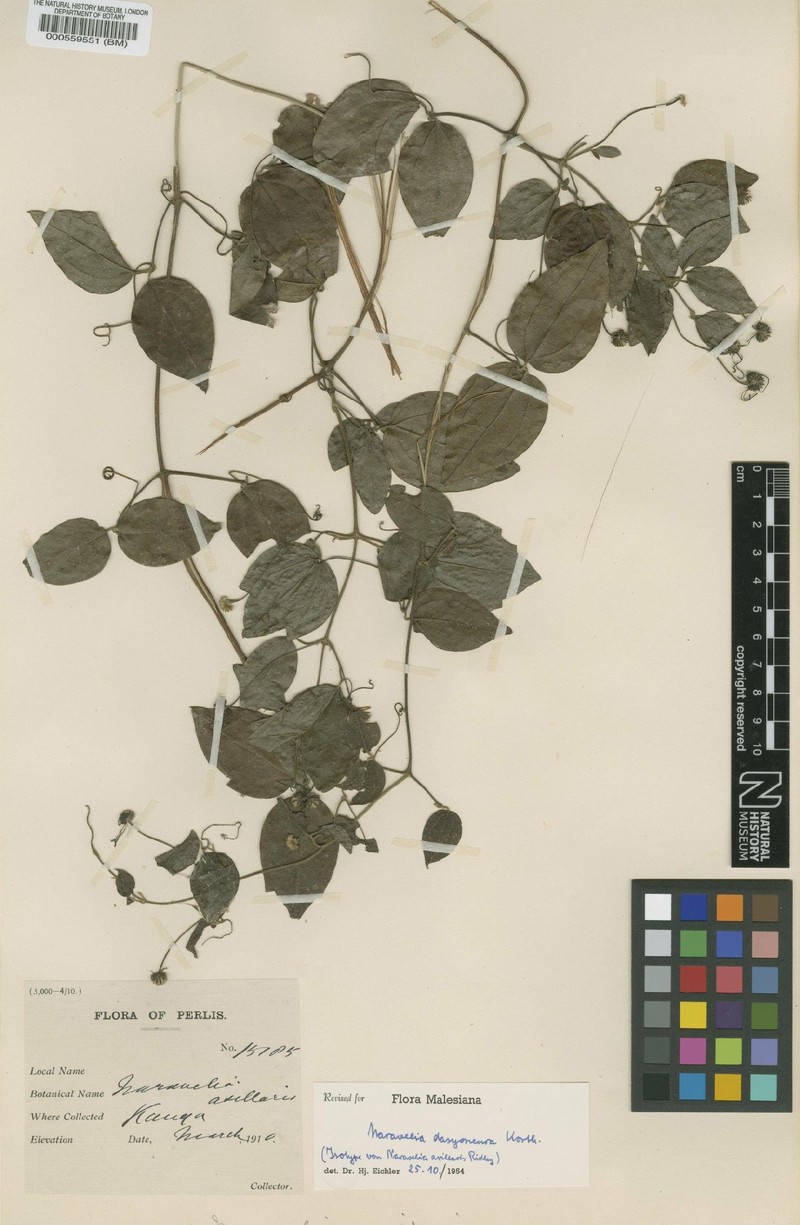 Clematis dasyoneura photo 4